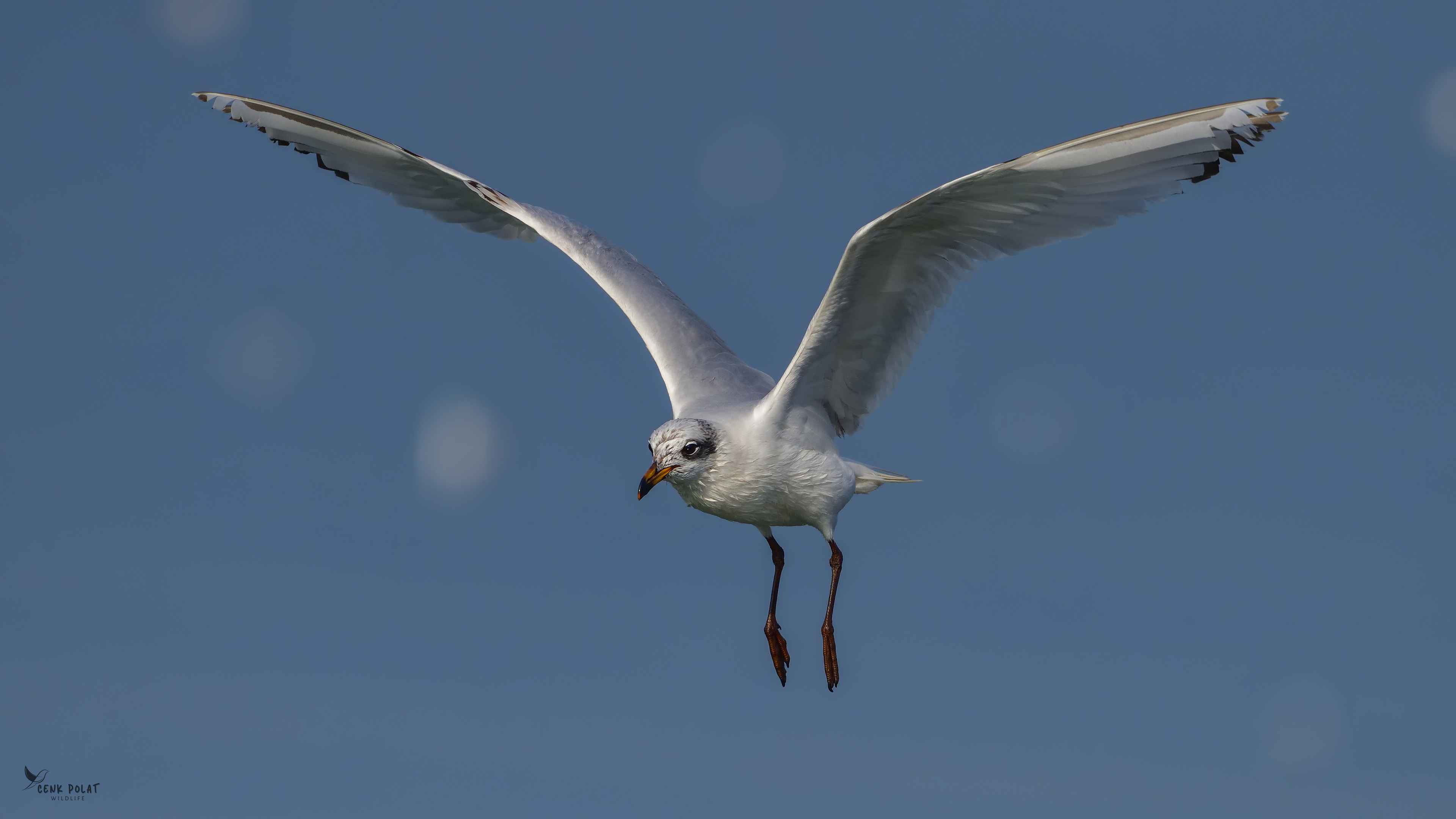 Mediterranean Gull